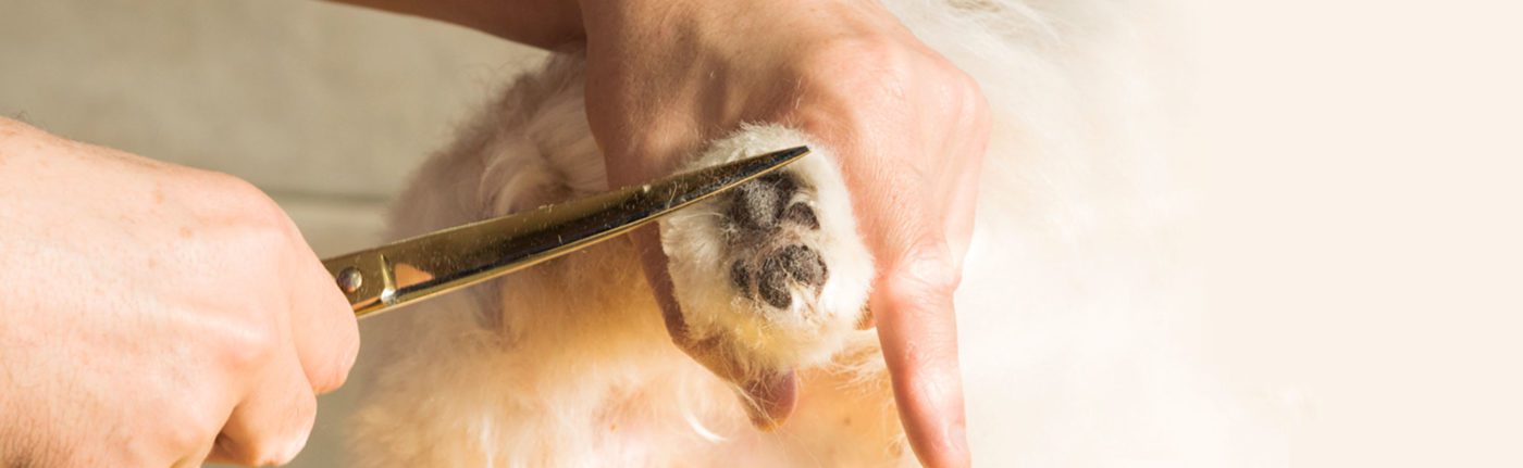 Grooming Muito Pop