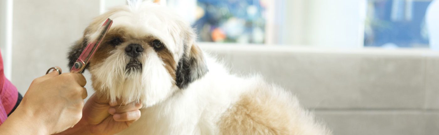 Grooming Muito Pop